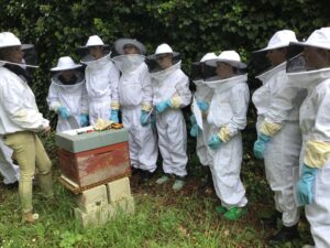 Lire la suite à propos de l’article Des nouvelles de nos ruches