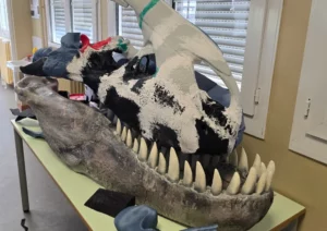 Lire la suite à propos de l’article Réalisation d’une tête de T-Rex par nos CPI 1